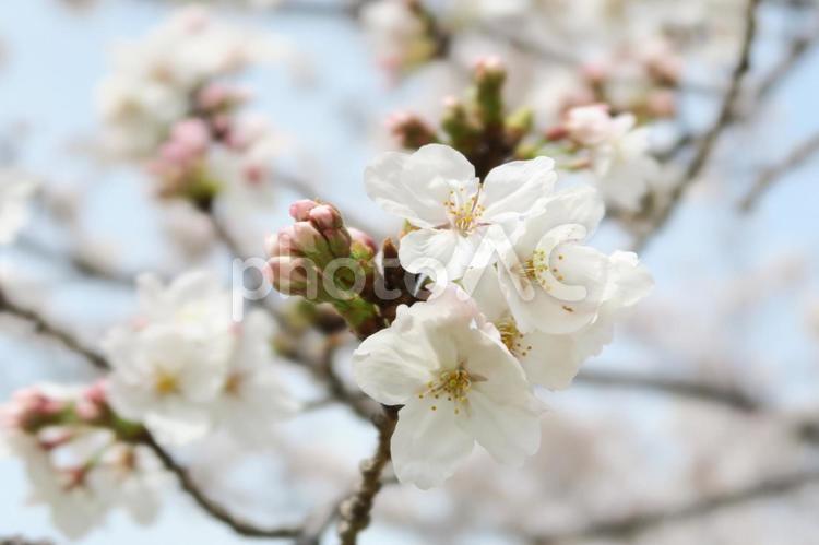 桜と蕾 桜,ソメイヨシノ,木の写真素材