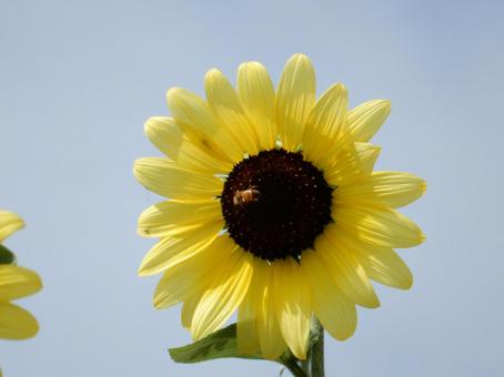 【花の写真】ヒマワリ(向日葵) 【花の写真】ヒマワリ(向日葵)の写真