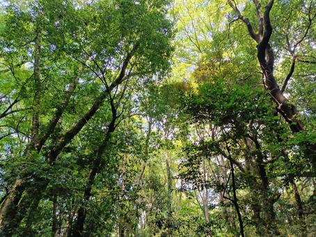 樹々の隙間から空をのぞく 樹,葉っぱ,自然の写真素材