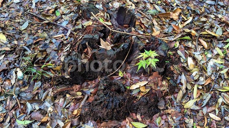 枯れ木と新芽 枯れ木,木,切り株の写真素材