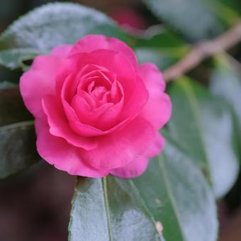 Camellia, JPG Camellia, JPG