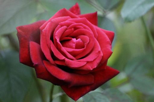 ローズガーデン　美しい赤いバラ一輪の写真