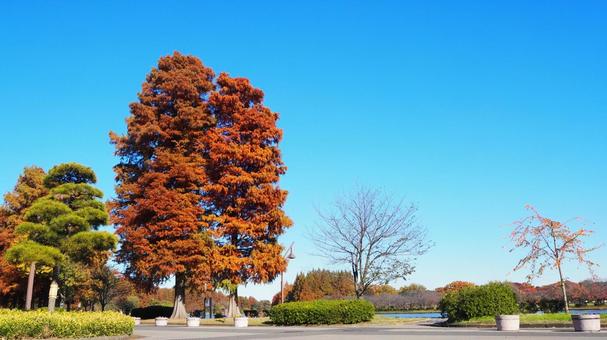 水元公園の紅葉・煉瓦色の木々（葛飾区） 秋,水元公園,紅葉の写真素材