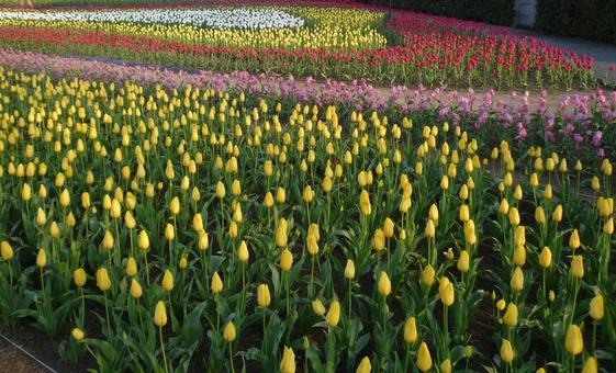 Tulips, JPG Tulips, JPG