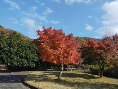 紅葉 紅葉の写真