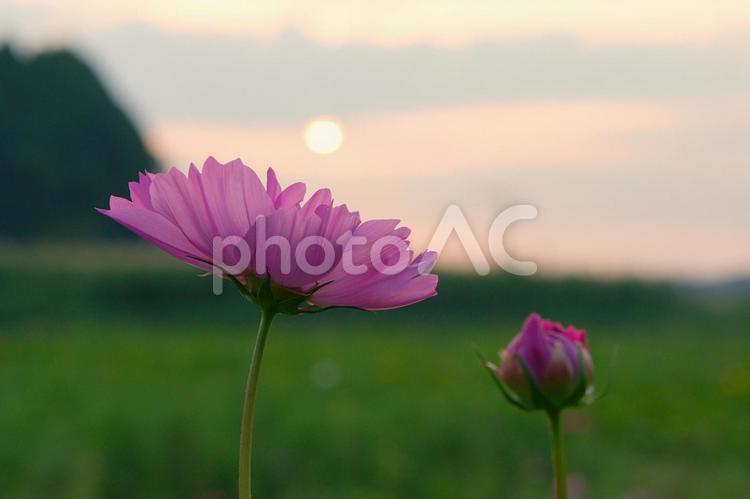 コスモスと夕日 コスモス,夕日,夕暮れの写真素材
