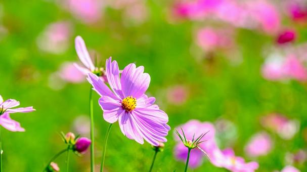 コスモス畑のピンクの花 コスモス畑のピンクの花 コスモス,秋桜,秋の写真素材