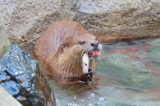 餌を食べるコツメカワウソ 餌を食べるコツメカワウソ 山口,山口県,徳山の写真素材