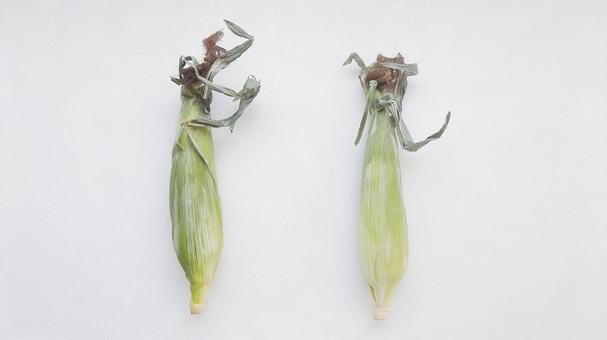 Photo, corn, vegetables, skin, 