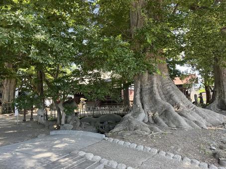 白鳥神社 白鳥神社 東御,神社,長野の写真素材