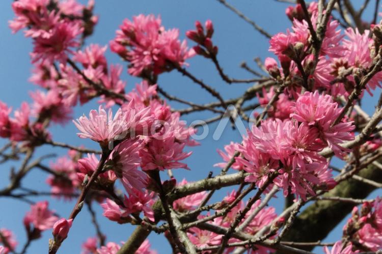 ハナモモ ハナモモ,花桃,大阪の写真素材