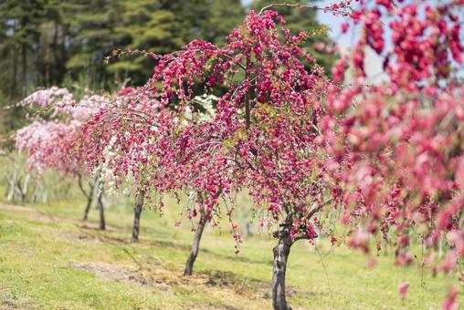 春の訪れを告げる満開のしだれ桃 春の訪れを告げる満開のしだれ桃 桃,しだれ桃,花桃の写真素材