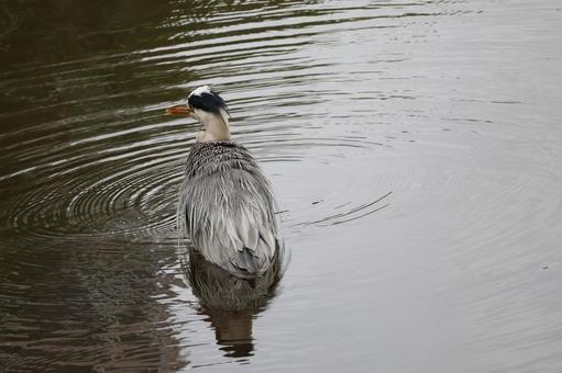 池を泳ぐアオサギの風景 池を泳ぐアオサギの風景 池,泳ぐ,アオサギの写真素材