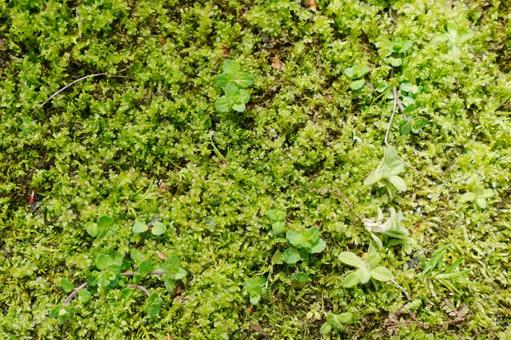 苔の生えた地面のテクスチャ 苔の生えた地面のテクスチャ 苔,苔庭,コケの写真素材