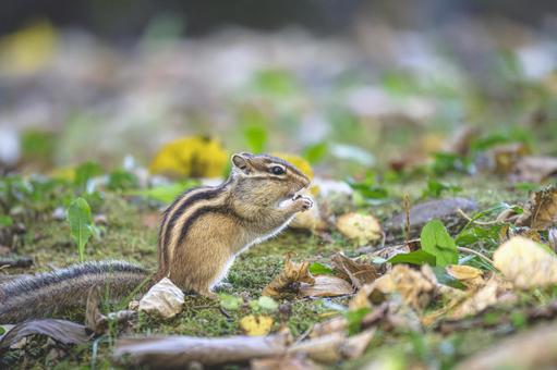 落ち葉の森で食事するエゾシマリス4 落ち葉の森で食事するエゾシマリス4の写真
