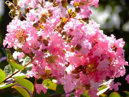 [Flower Photo] Pink Crape Myrtle, JPG