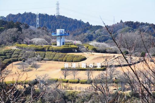 田浦梅の里 田浦梅の里,田浦,梅の写真素材