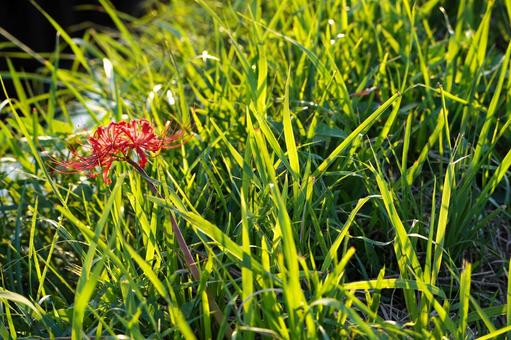 草むらに咲く彼岸花 草むらに咲く彼岸花の写真