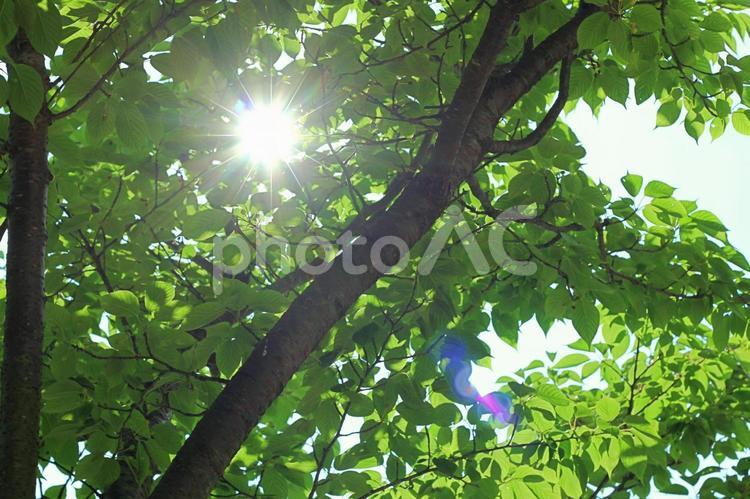 森の木洩れ日と太陽の光 森,樹木,森の緑の写真素材
