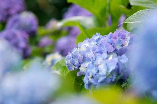 紫陽花の花-117 紫陽花の花-117の写真