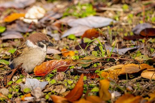 Sparrow walking on the ground, copy space, JPG