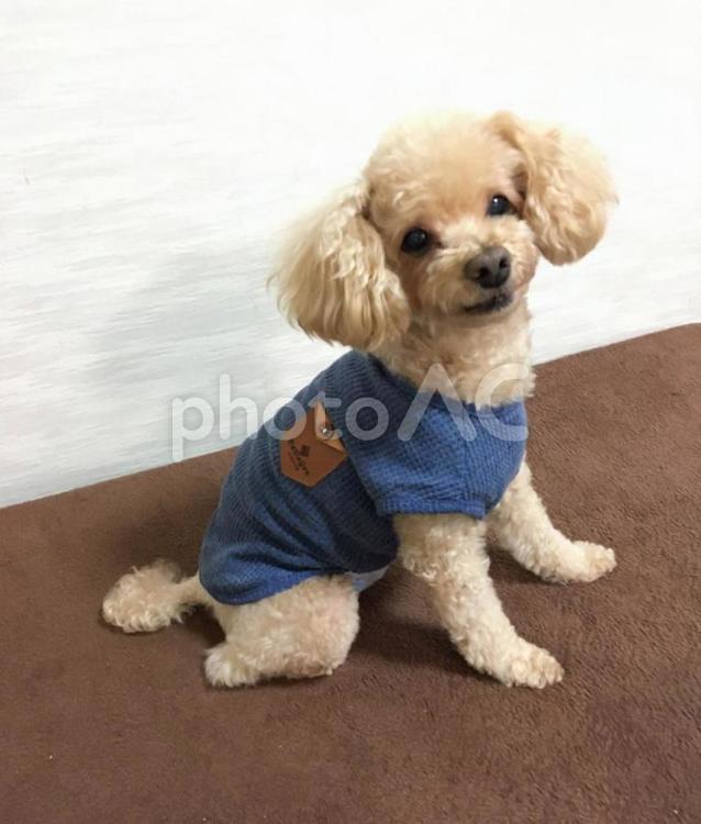 おすわりをするトイプードル犬、お座りをする犬 犬,ペット,屋内での写真素材