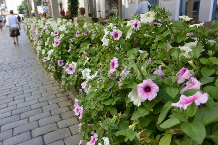エストニア タリンの街中に咲く花 エストニア,タリン,北欧の写真素材