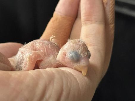 コザクラインコの雛 コザクラインコの雛の写真
