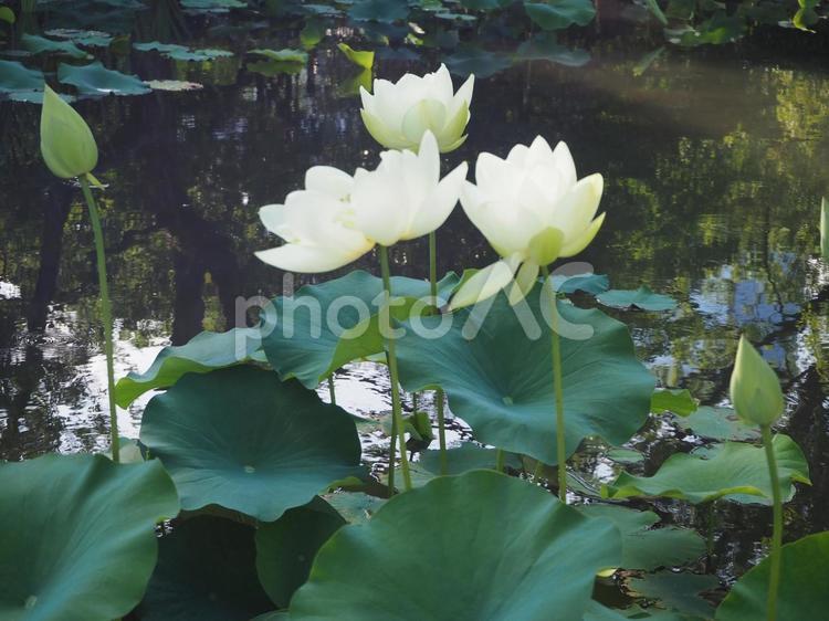 蓮 蓮,ハス,花の写真素材