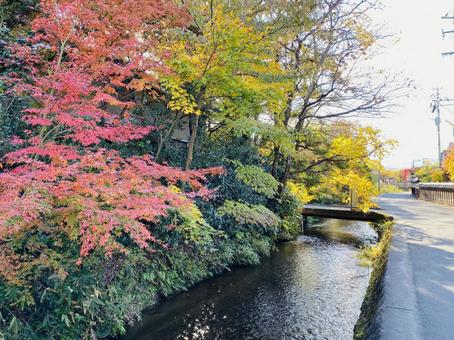 紅葉 紅葉の写真