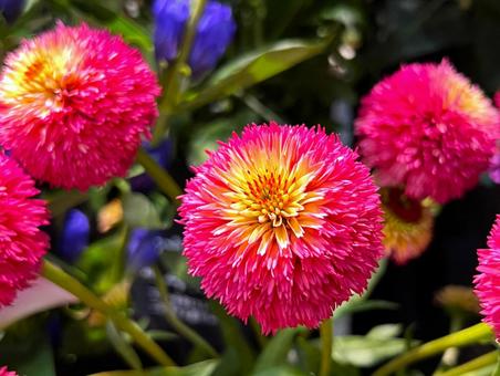 丸みを帯びた花 丸みを帯びた花 エキナセア,花,あざやかの写真素材