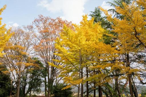 紅葉風景の公園 秋,木,自然の写真素材