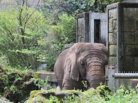 ゾウ ゾウ アフリカゾウ,ゾウ,シワの写真素材