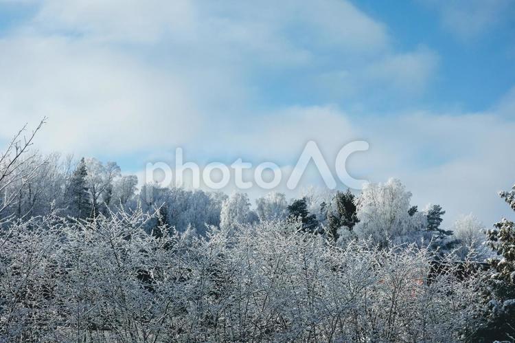 冬の樹木と空 冬,空,雪の写真素材