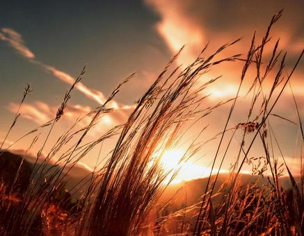夕暮れ時に風に揺れる草のシルエット1 秋,冬,草の写真素材