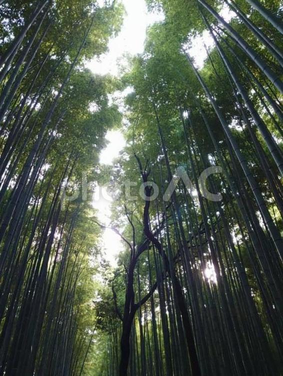 竹林の小径 竹林,京都,嵐山の写真素材