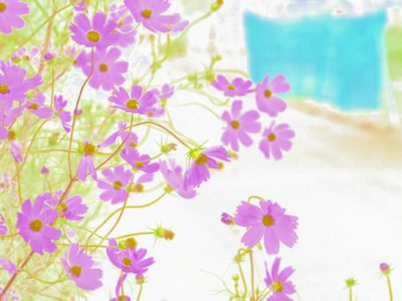秋桜 秋桜の写真