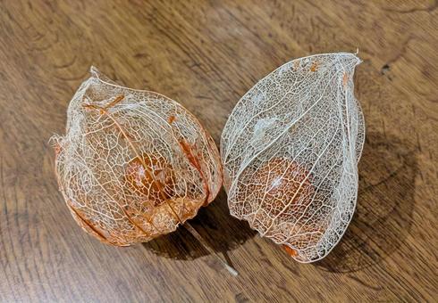 ほおずき ほおずき 植物,実,ドライの写真素材