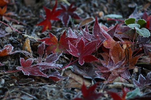 霜落葉3 霜落葉3 霜,落葉,冬の写真素材