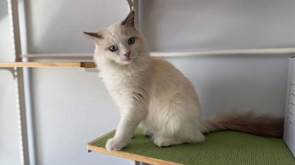 ラグドールの子猫 猫,ペット,かわいいの写真素材