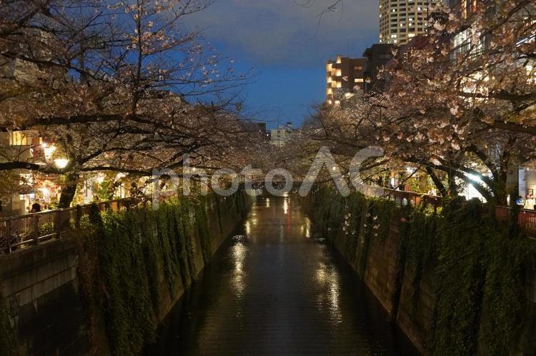 《東京都》目黒川 桜 桜,さくら,サクラの写真素材