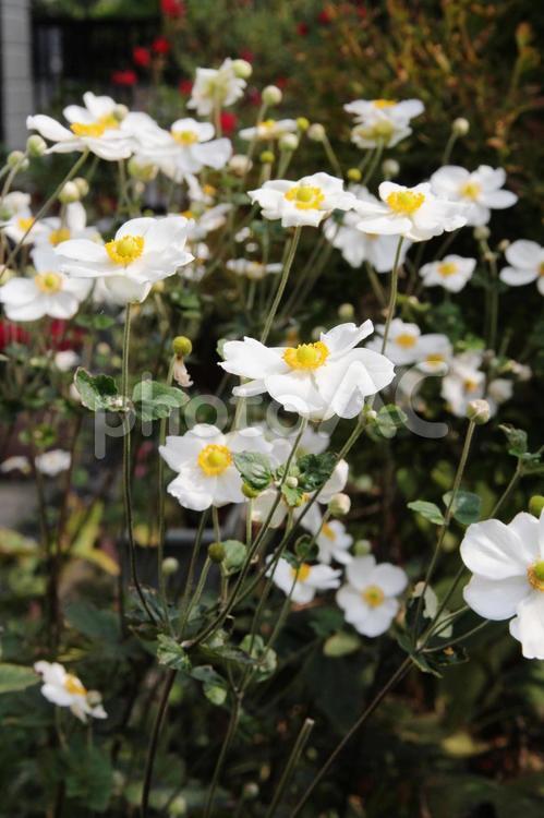 シュウメイギク・秋明菊 咲く風景,シュウメイギク,秋の写真素材