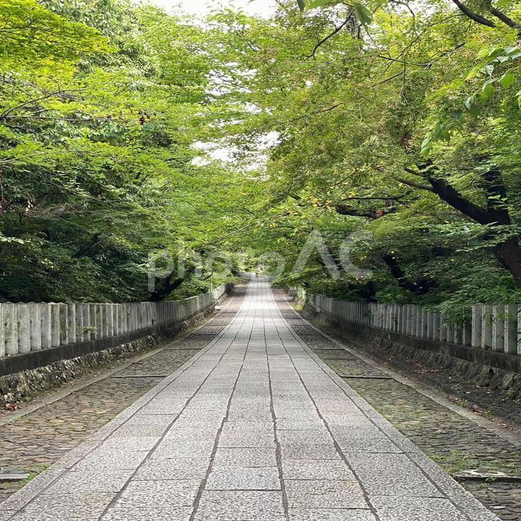 参道 - No: 27138373｜写真素材なら「写真AC」無料（フリー）ダウンロードOK
