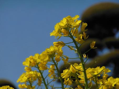 菜の花 菜の花の写真