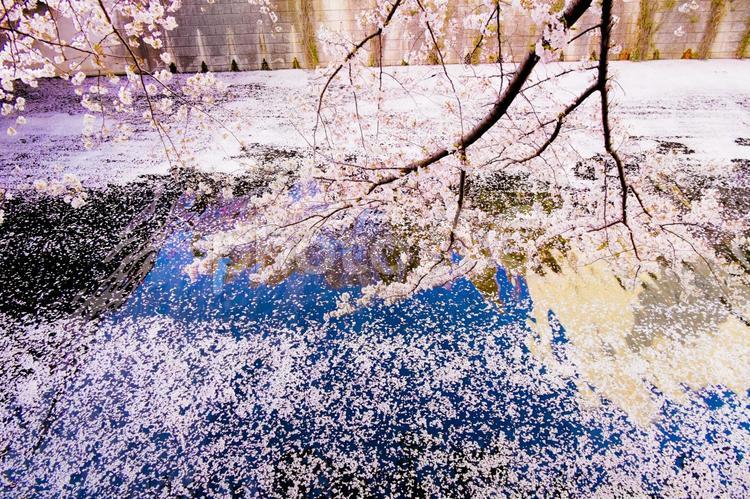 目黒川の桜 桜,桜の花,川の写真素材