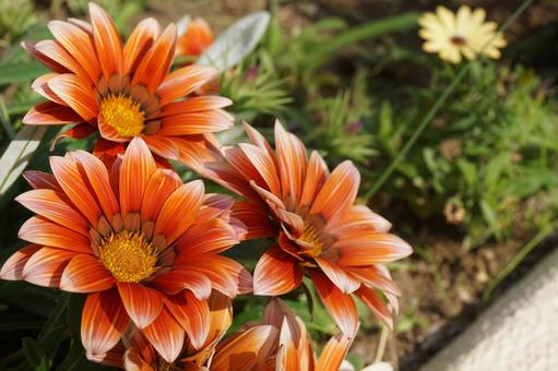オレンジ色の花 オレンジ色の花の写真