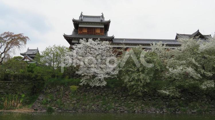大和郡山城　追手東隅櫓と追手向櫓と桜 大和郡山城,平山城,筒井順慶の写真素材