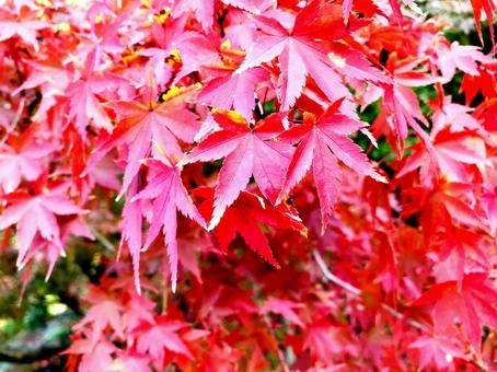 紅葉 紅葉の写真
