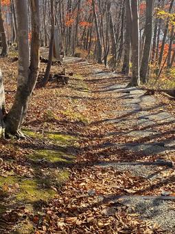 晩秋の遊歩道 晩秋の遊歩道の写真