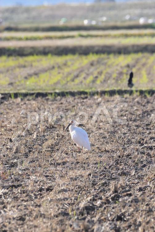 朱鷺と共に暮らす里 朱鷺,ニッポニア・ニッポン,鳥の写真素材